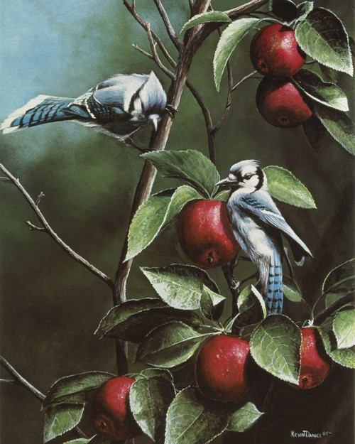 Summer Blue Jays Poster Print - Kevin Daniel