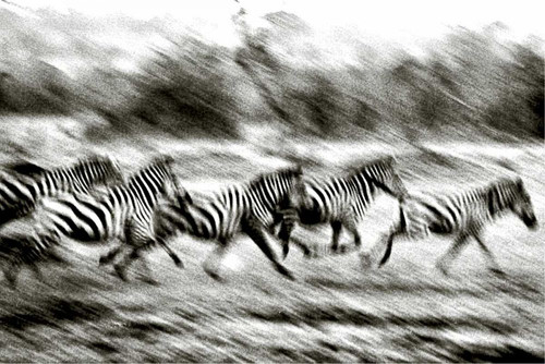 Stampeding Zebra Poster Print - Colby Chester