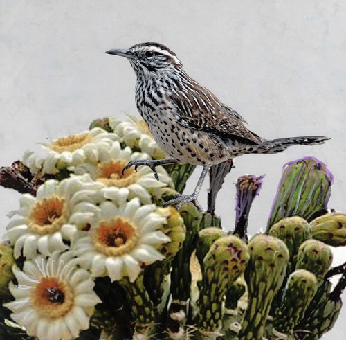 State Bird Arizona Poster Print - Kevin Daniel