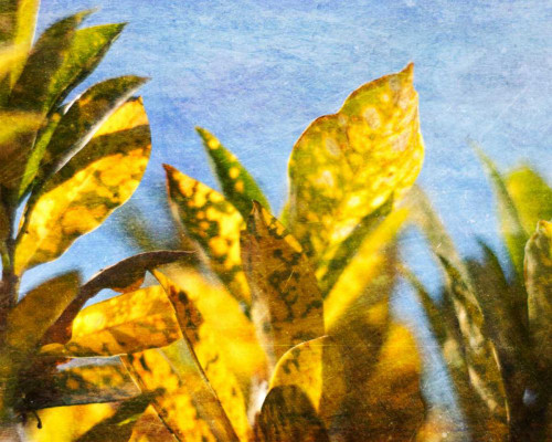 Sun Toward II Poster Print - Emily Robinson