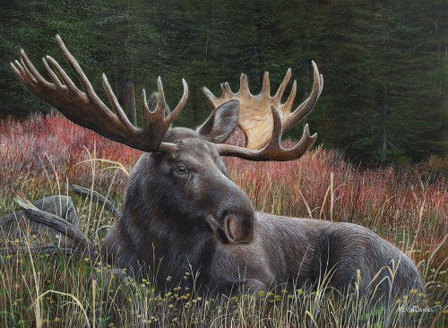 Moose Poster Print - Kevin Daniel
