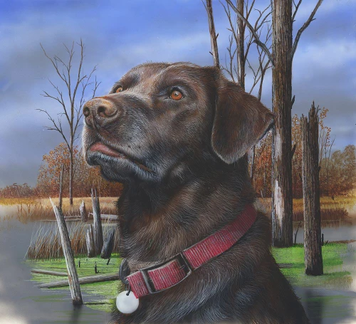 Chocolate Lab Poster Print - Kevin Daniel
