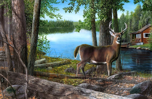 Buck watch Poster Print - Kevin Daniel