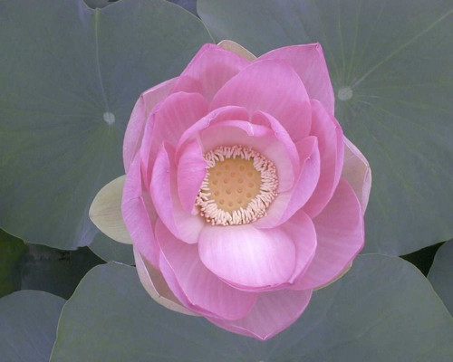 Blushing Lotus I Poster Print - Jim Christensen