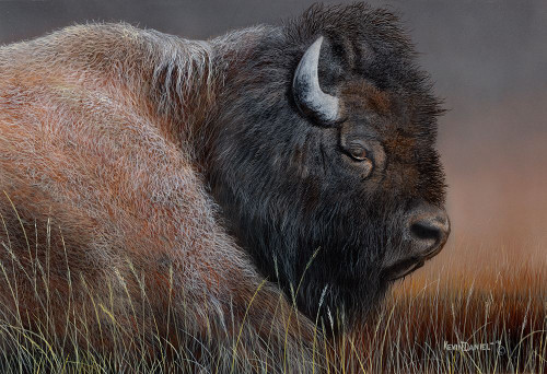 American Bison Poster Print - Kevin Daniel