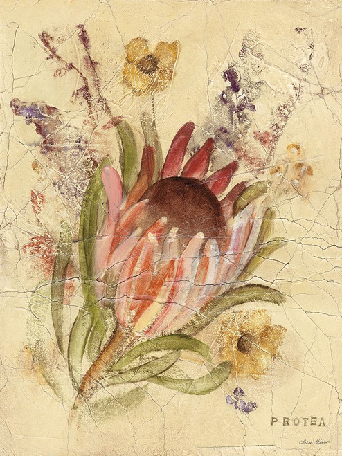 Protea Poster Print - Cheri Blum