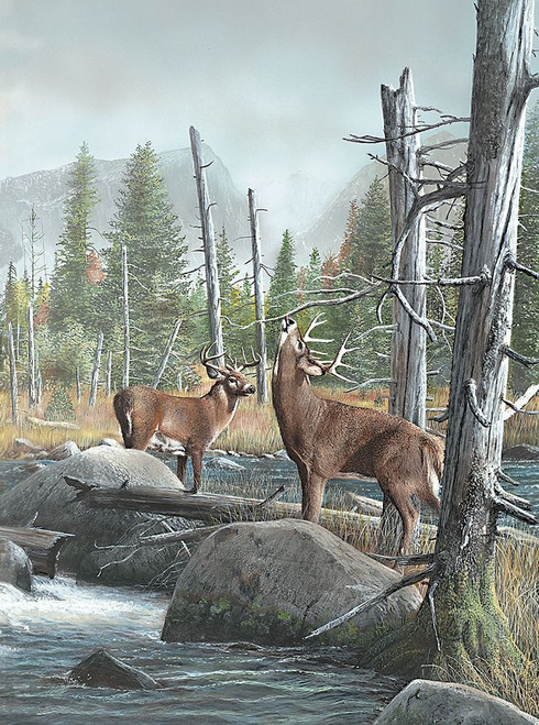 Grunting Buck Poster Print - Kevin Daniel