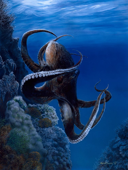 Octopus Poster Print - Kevin Daniel ()