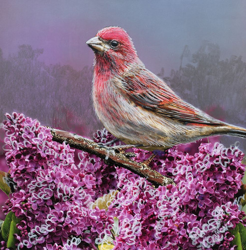 State Bird New Hampshire Poster Print - Kevin Daniel State Bird New Hampshire Poster Print - Kevin Daniel