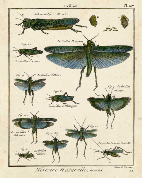 Histoire Naturelle Insects II Poster Print - Diderot