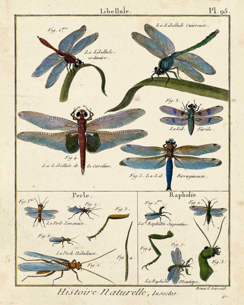 Histoire Naturelle Insects I Poster Print - Diderot