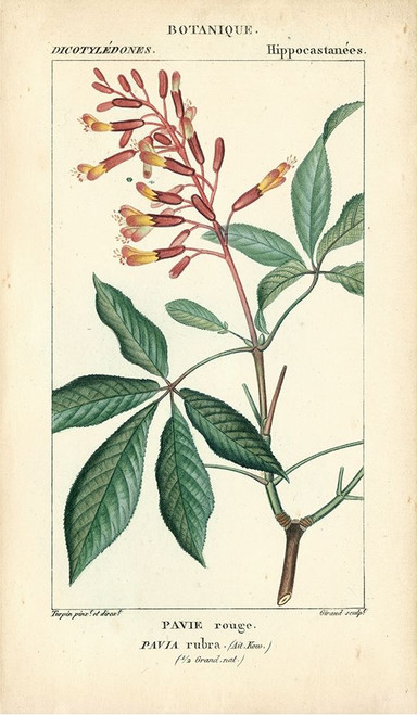 Botanique Study in Pink III Poster Print - Turpin