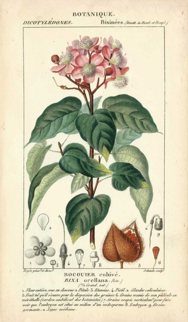 Botanique Study in Pink I Poster Print - Turpin