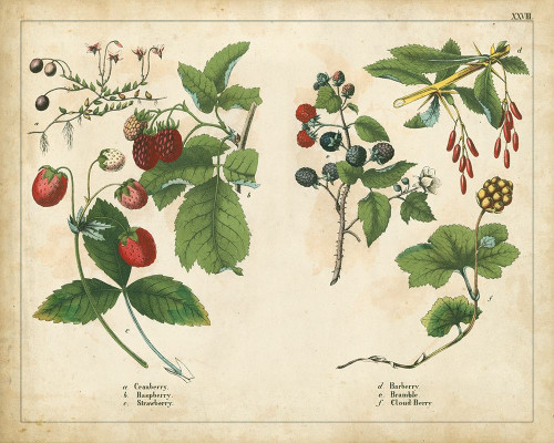 Kitchen Fruits II Poster Print - Unknown