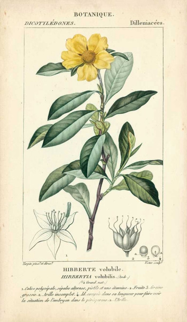 Botanique Study in Yellow I Poster Print - Turpin