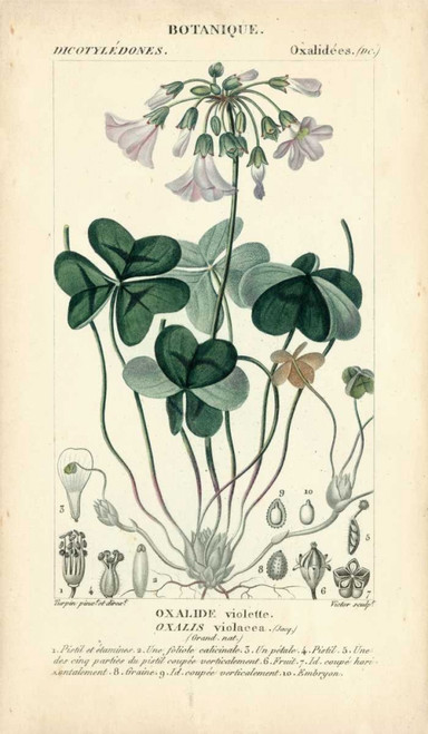 Botanique Study in Lavender I Poster Print - Turpin