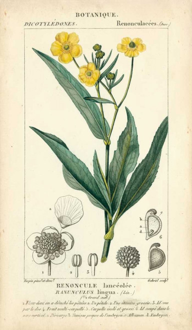 Botanique Study in Yellow III Poster Print - Turpin