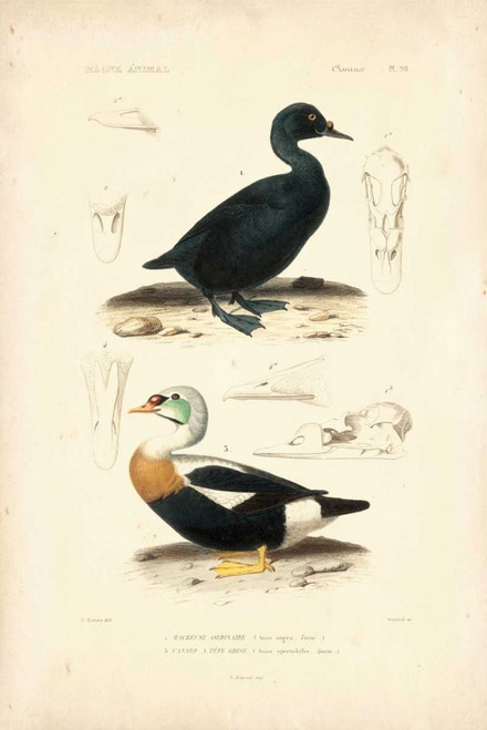 Antique Duck Study I Poster Print - N. Remond