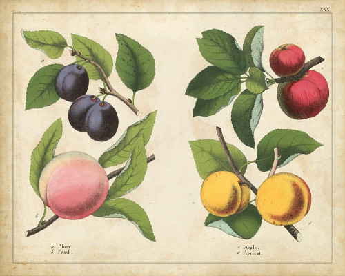 Kitchen Fruits I Poster Print - Unknown
