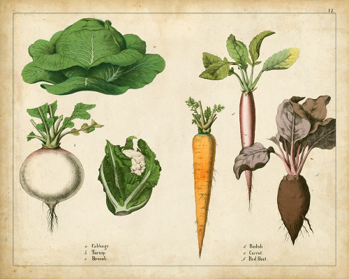 Kitchen Vegetables and Roots I Poster Print - Unknown