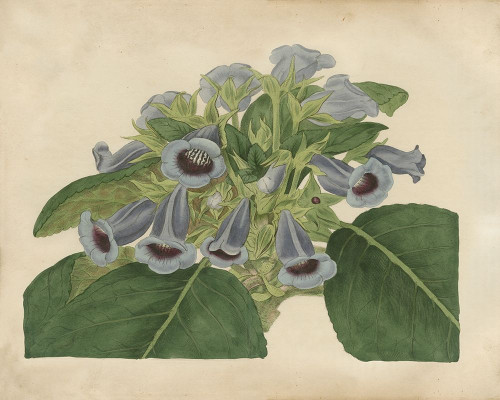 Tropical Beauty IV Poster Print - Sydenham Edwards