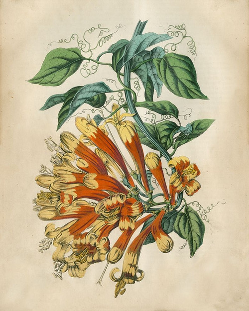 Tropical Beauty II Poster Print - John Wiek