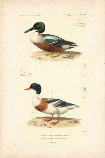 Antique Duck Study II Poster Print - N. Remond