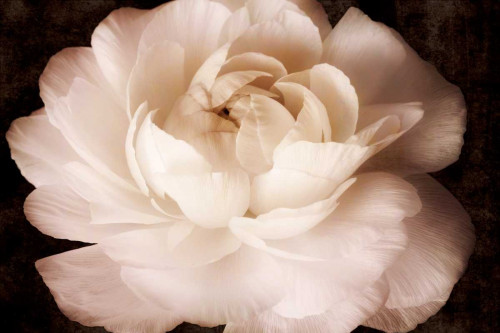 Elegant Ranunculus II Poster Print - Christine Zalewski