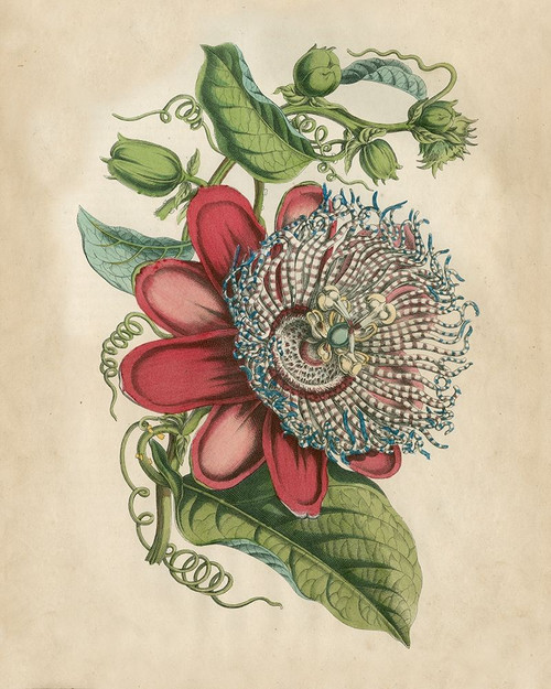 Tropical Beauty I Poster Print - John Wiek