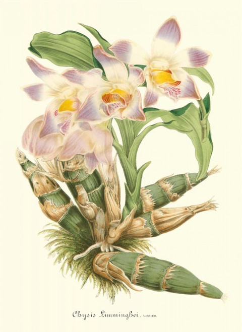 Lavender Orchids I Poster Print - P. Stroobant