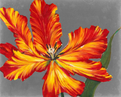 Tulip Portrait II Poster Print - Tim OToole