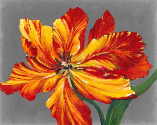 Tulip Portrait I Poster Print - Tim OToole