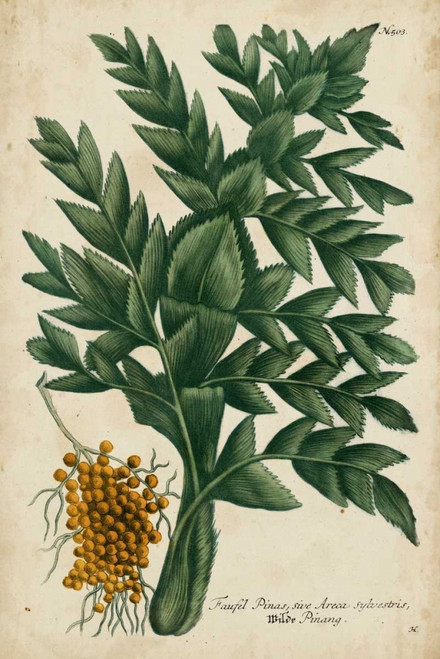 Vintage Tropicals V Poster Print - Weinmann