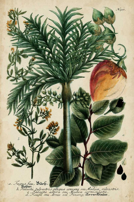 Vintage Tropicals III Poster Print - Weinmann