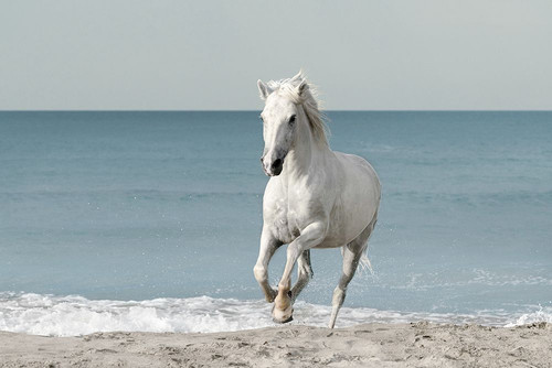 Camargue Beach Horse Poster Print - Danita Delimont