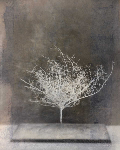 Desert Form VI Poster Print - Elena Ray