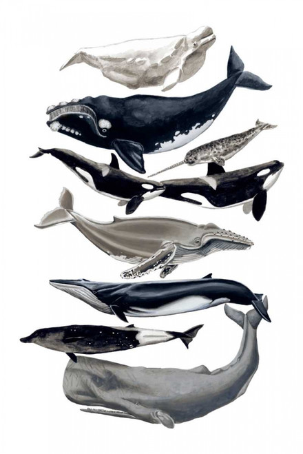 Whale Display I Poster Print - Naomi McCavitt