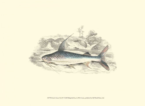 Lizars Game Fish IV Poster Print - W.H. Lizars