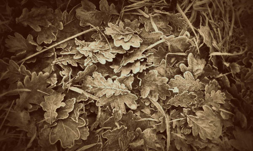Autumn Leaves Poster Print - Lillian Bell