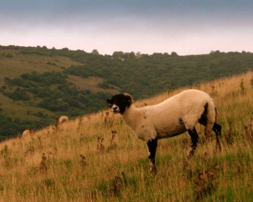 Wooly Friends III Poster Print - Lillian Bell