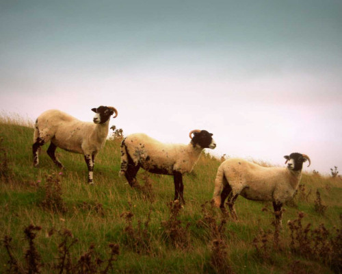 Wooly Friends I Poster Print - Lillian Bell