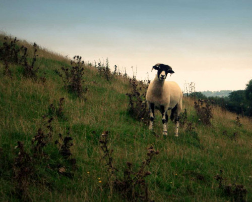 Wooly Friends II Poster Print - Lillian Bell