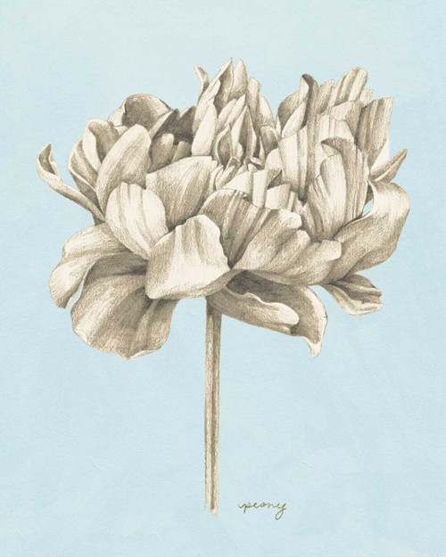Graphite Botanical Study IV Poster Print - Grace Popp