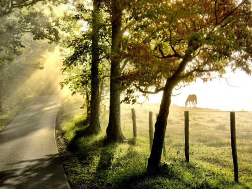 Morning Graze II Poster Print - Danny Head