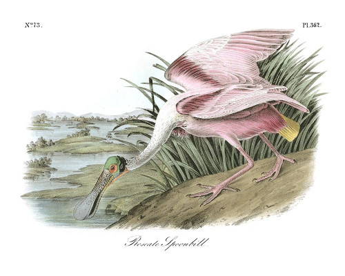 Roseate Spoonbill Poster Print - John James Audubon