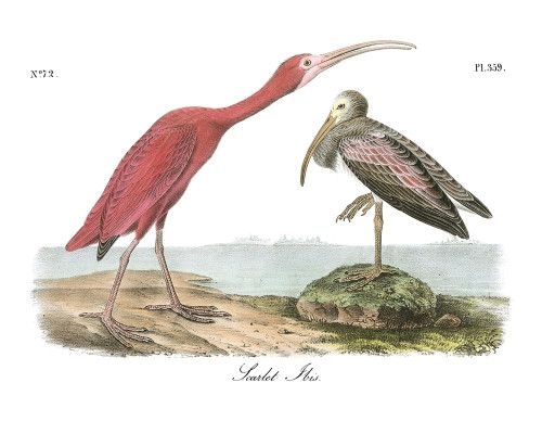 Scarlet Ibis Poster Print - John James Audubon