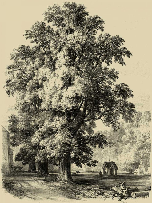 The Elm Tree Poster Print - Unknown