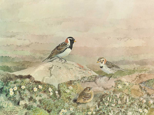 Gathering Poster Print - George Sutton