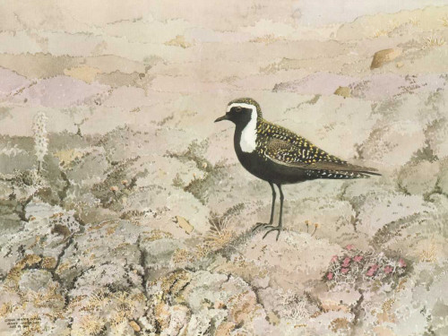 Perched Poster Print - George Sutton