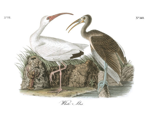 White Ibis Poster Print - John James Audubon
